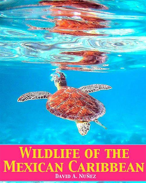 Wildlife of the Mexican Caribbean