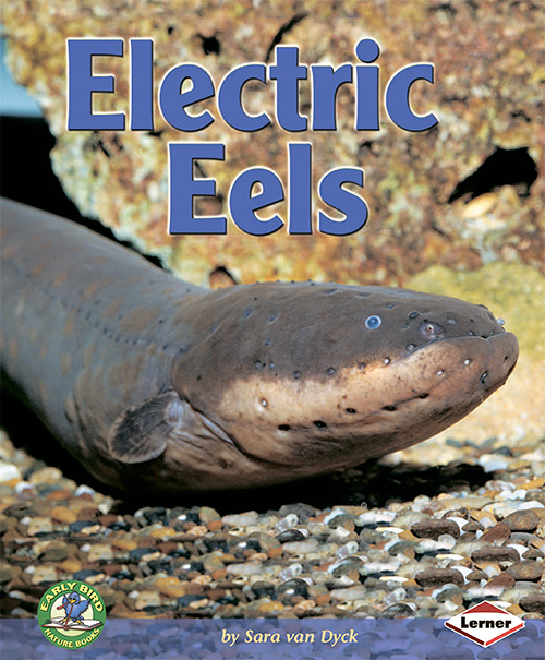 Electric Eels (Early Bird Nature)