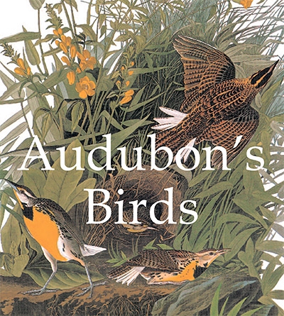 Audubon's Bird