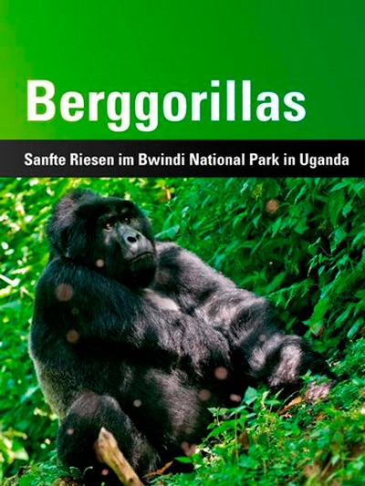 Berggorillas: Sanfte Riesen im Bwindi National Park in Uganda