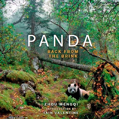 Panda: Back from the Brink