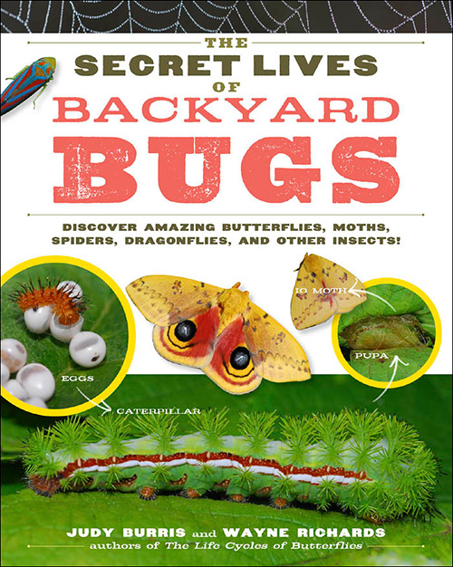 The Secret Lives of Backyard Bugs