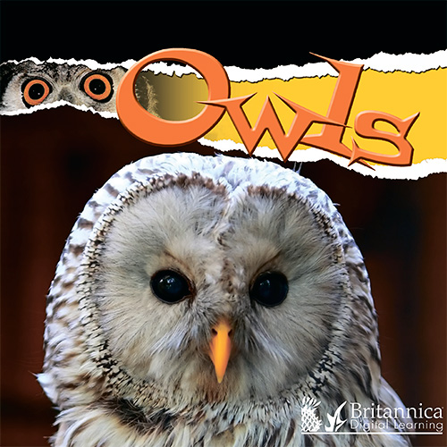 Owls (Raptors (Rourke Library))