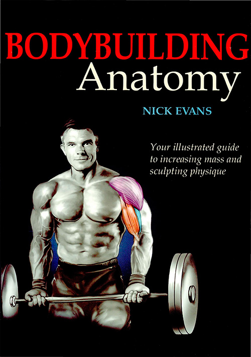 Bodybuilding Anatomy