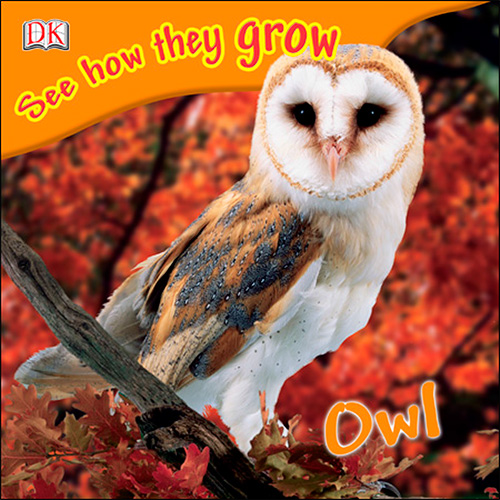 Owl (See How They Grow)